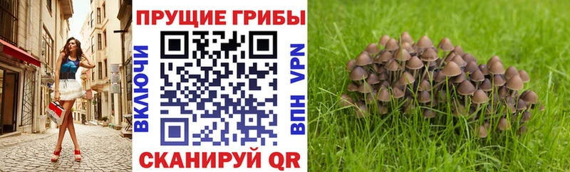 Псилоцибиновые грибы Cubensis  Купить  Красноуфимск 